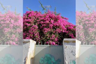 bougainvillea